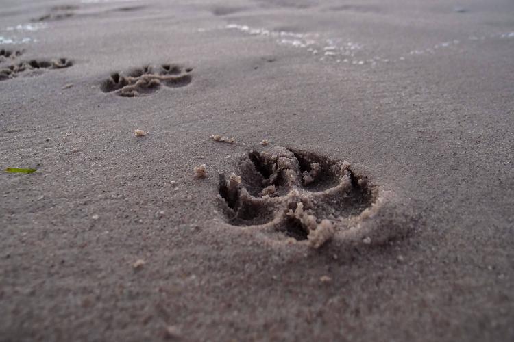 PORT54° - Flensburg, Hundestrand