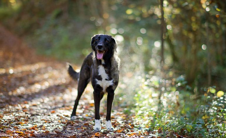 Urlaub mit Hund in Schleswig