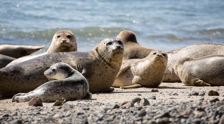 Seehunde am Nordsee-Strand