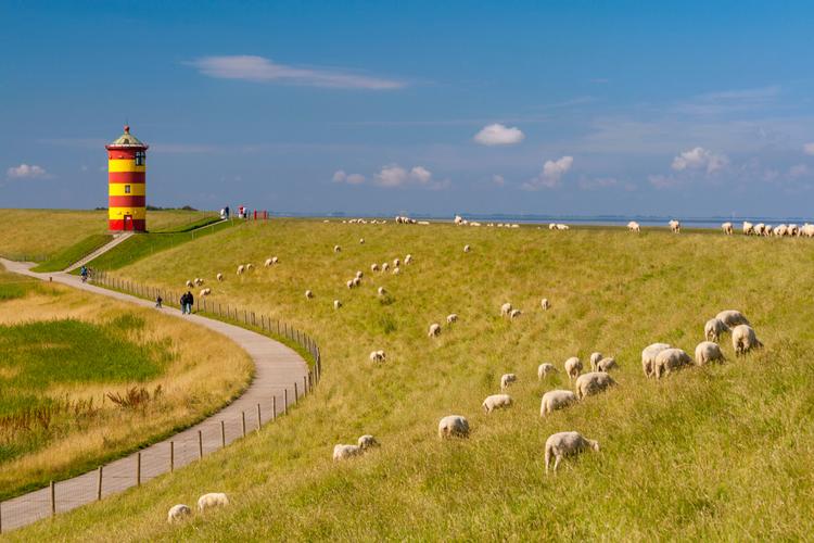 Weg zum bunten Leuchtturm auf einem mit Schafen besetzten Deich an der Nordsee